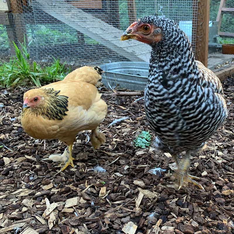 FowlTreats_Chickens-walking-square