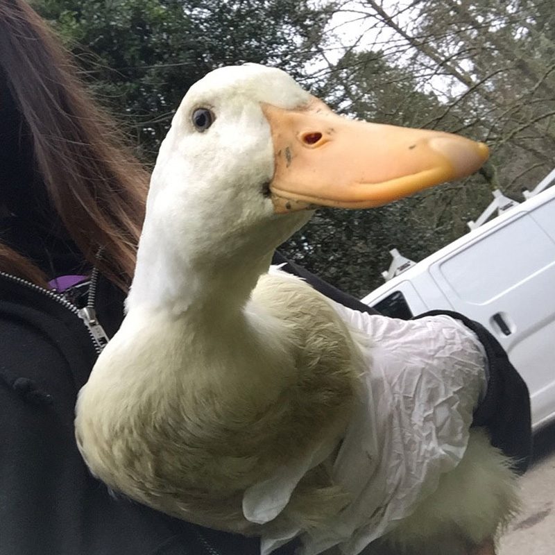 FowlTreats_Eileen-square