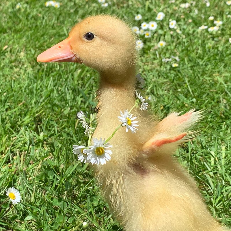 FowlTreats_duckling-square