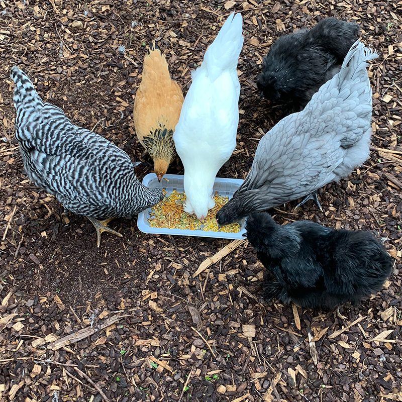 FowlTreats_flock-eating-square