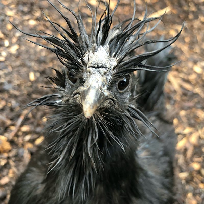 FowlTreats_sid-square