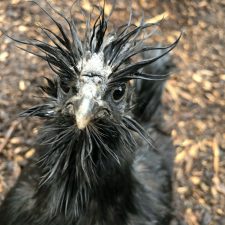 sid